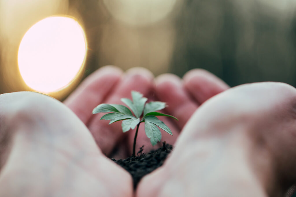 Hands holding green plant for planting. New life and hope concept image.