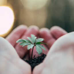 Hands holding green plant for planting. New life and hope concept image.